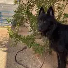 جيرمن شيبرد بلاك رويل شولين