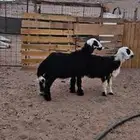 نجد الببيع