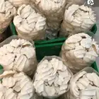 بقل ومعمول محشي تمر شغل الوالده نظيف وحلو طعمه نوفر للمحلات