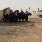 معزاء العدد 21بتيس