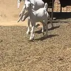 عرض رقم 55