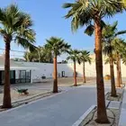زراعة وتركيب نخيل واشنطونيا   نخيل تمر   كل أنواع النخيل