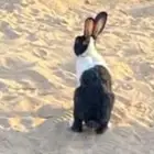 ارانب العدد 56 البيع جمله
