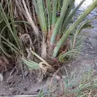 فسايل للبيع جميع المقاسات