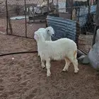 خروف ورخل