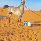 خيول وجمال وسياسي وحنطور ودبابات للايجار
