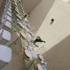 تأجير دفايات وكراسي ملكي فاخر وطاولات وكنب وقهوجين وصبابين