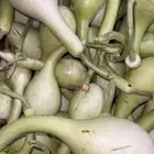 منتجات من مزارع جيزان