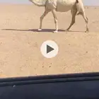 لقحه وضحا رمانيه