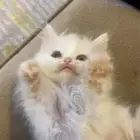 قطه شيرازي للبيع بيشه