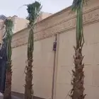 النخل واشنطونياء زينه للبيع