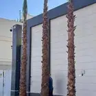 زراعةالنخيل.وتركبب.الشبوك