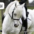 فرس أصيلة بيور مصري
