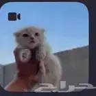 مطلوب بسه شورت هير الي عنده و يبي احد يتبناها يتواصل معي