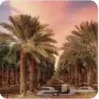 شراء وبيع مزارع النخيل وثمارها وتوفير ثمار النخيل