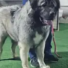 كلب قوقازي للبيع