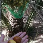 نخل مثمر جثايث نخيل نقايل اخلاص سكري برحي صقعي مجدول خضري