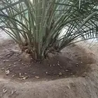 نخيل مثمر شيرازيه حوشانه ربيعه صقعي سندي