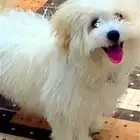 كلب مالتيز للبيع