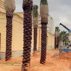 نخيل وأشنطوني الزينه والنخل العربي