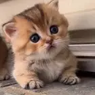 ابحث عن قط منشكن قزم