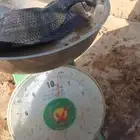 سمك بلطي للبيع