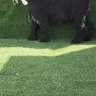 جذع عارضي خصم معرف