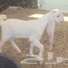جفره هولنديه بيضاء خصم