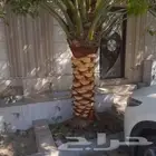 التعديل جميع أنواع النخيل والأشجار