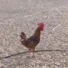 ديك بلدي وتركي