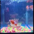 حوض سمك زجاجي كامل