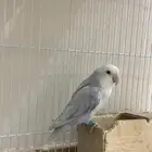 فروخ روز ماربل وابلاين بايد