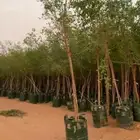سدر