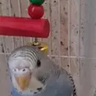 ذكر بادجي مفقود الان في حي الروضة قريب من بنده