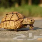 أريد سلحفاة للتبني