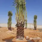 مقاول نخيل تكريب وتحويض وتوريد النخيل