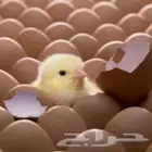 لمشاريع انتاج الصوص اللاحم