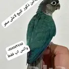 فردات ببغاء طيور كونيور ماشاء الله للبيع