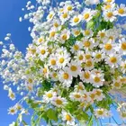 بذور ازهار الربيع البريه