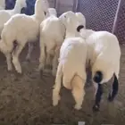 طليان ورخال طيبه وسمان