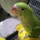 دره هنديه تربيه العمر 4 اشهور