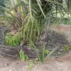 نخل عربي ووشنطني جميع المقاسات