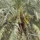 لجميع أعمال النخيل والواشنطني