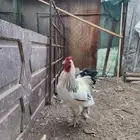 نجران طريق المشروع