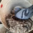 حمام سلفر و زاجل لاحم