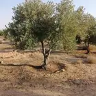 زراعة نخيل
