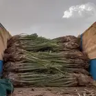 يوجد لدينا جميع النواع فسايل النخيل العربي والجثايث