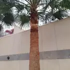 تكريب وتعديل النخيل والأشجار