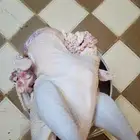 ديك رومي من 5 الى 6 كيلو رقم الاعلان 16 04 2024