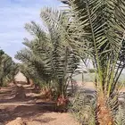 قلع وغرس وصيانه وتوريد النخيل